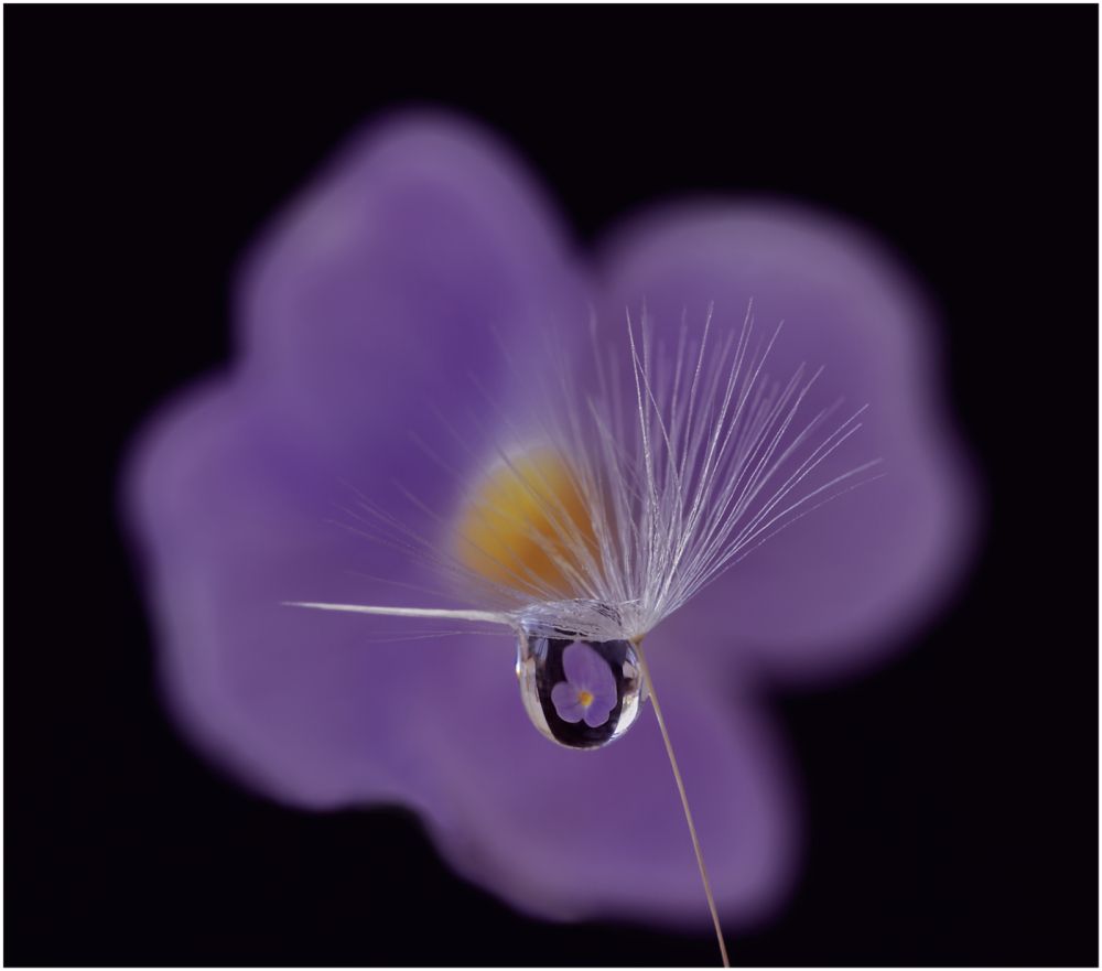 Blue Flax in Focus